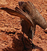 Hamerkop