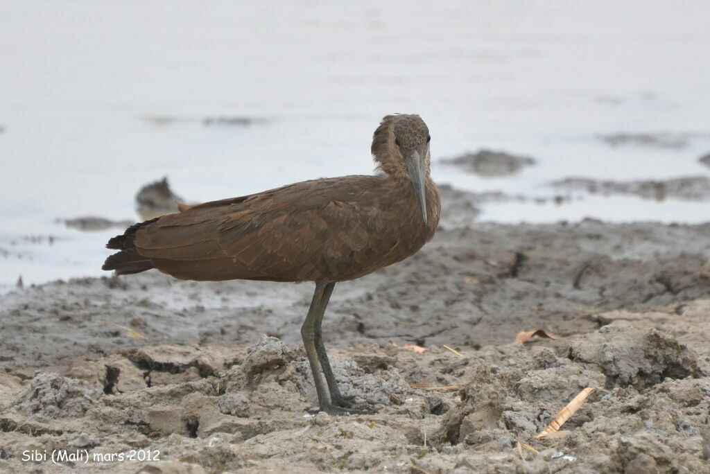 Ombrette africaineadulte, identification