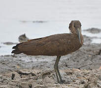 Hamerkop