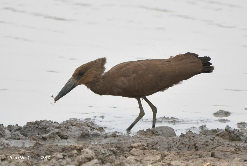 Hamerkopadult, identification