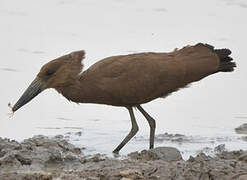 Hamerkop