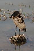 Hamerkop