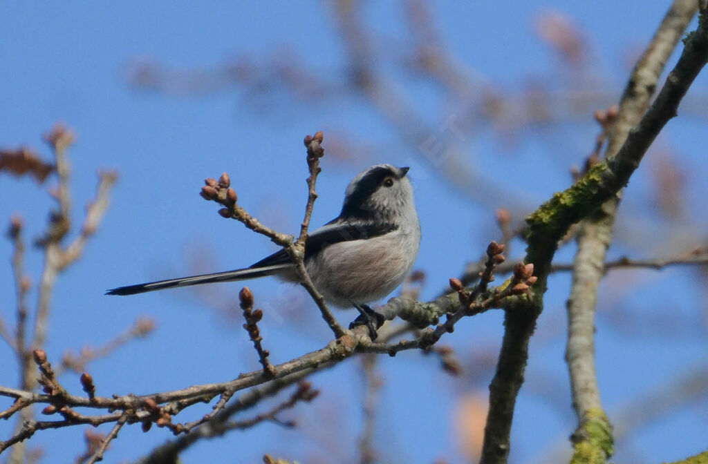 Long-tailed Titadult, identification