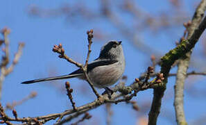 Long-tailed Tit