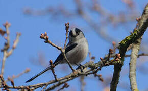 Long-tailed Tit