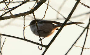 Long-tailed Tit