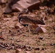 Black-bellied Bustard