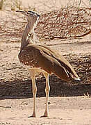 Arabian Bustard