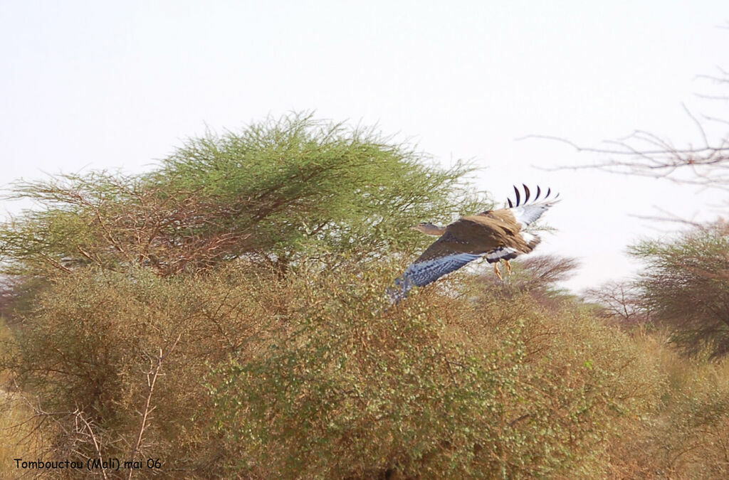 Arabian Bustard