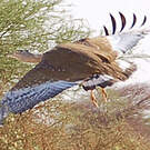 Outarde arabe