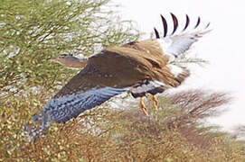 Arabian Bustard