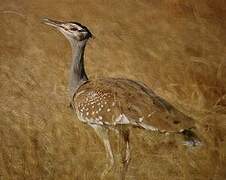 Arabian Bustard