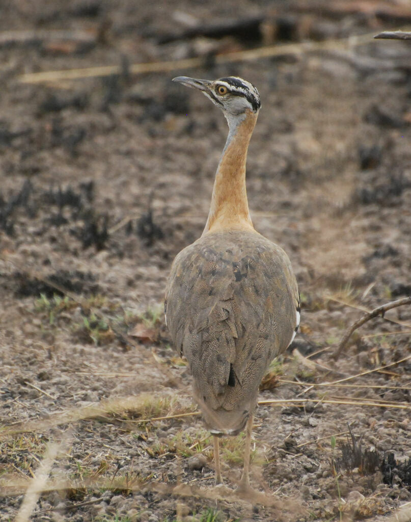 Denham's Bustard female adult, identification