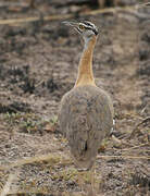 Denham's Bustard