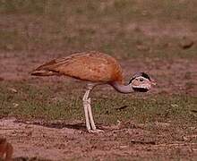 White-bellied Bustard