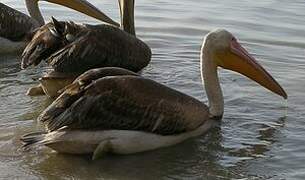 Great White Pelican