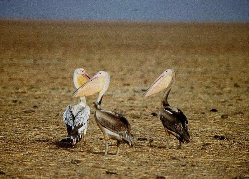 Great White Pelican