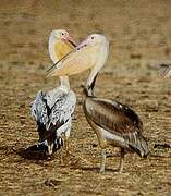 Great White Pelican