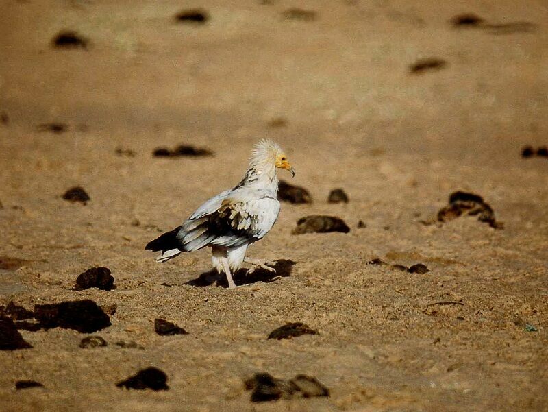 Percnoptère d'Égypte, identification