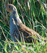 Grey Partridge