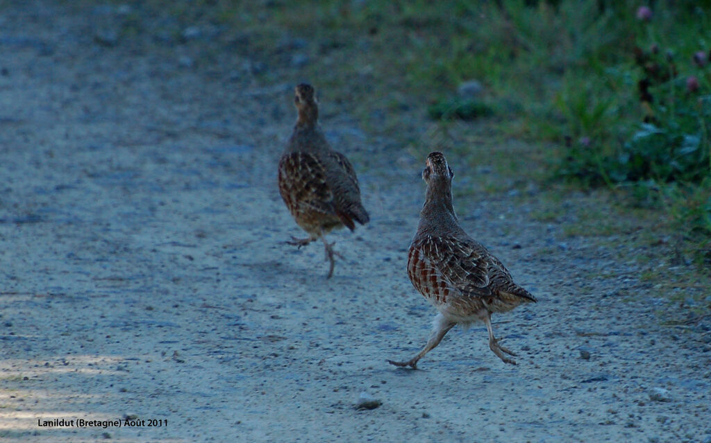 Grey Partridgeadult, Behaviour