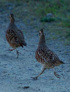 Grey Partridge