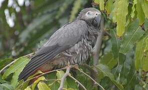 Grey Parrot