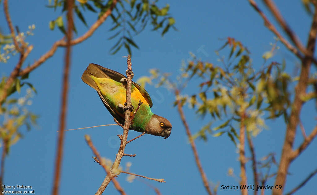 Senegal Parrotimmature, identification, pigmentation, Behaviour