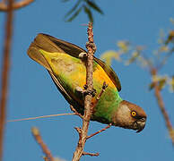 Senegal Parrot