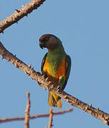 Senegal Parrot