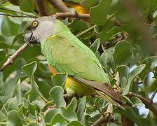 Senegal Parrot