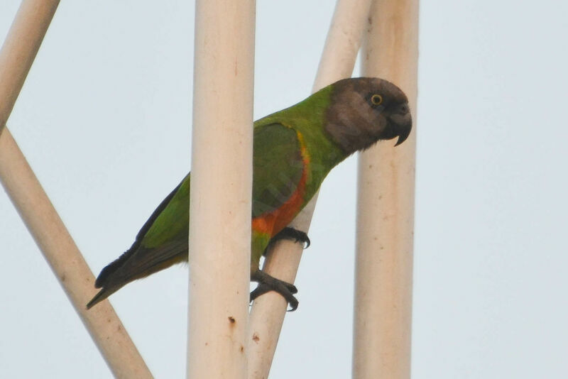 Senegal Parrotadult