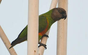 Senegal Parrot