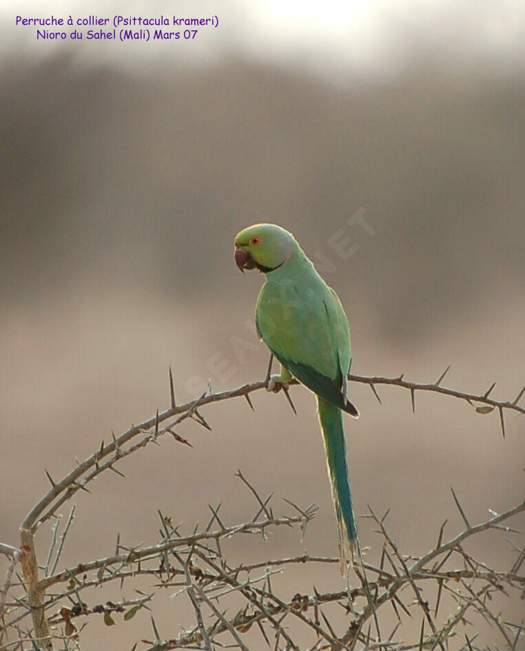 Rose-ringed Parakeet