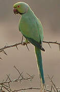 Rose-ringed Parakeet