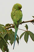 Rose-ringed Parakeet