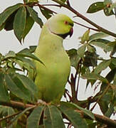 Rose-ringed Parakeet