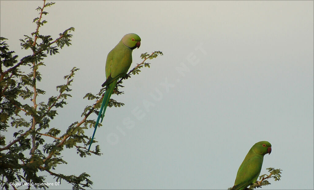 Rose-ringed Parakeet 