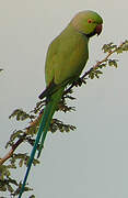 Rose-ringed Parakeet