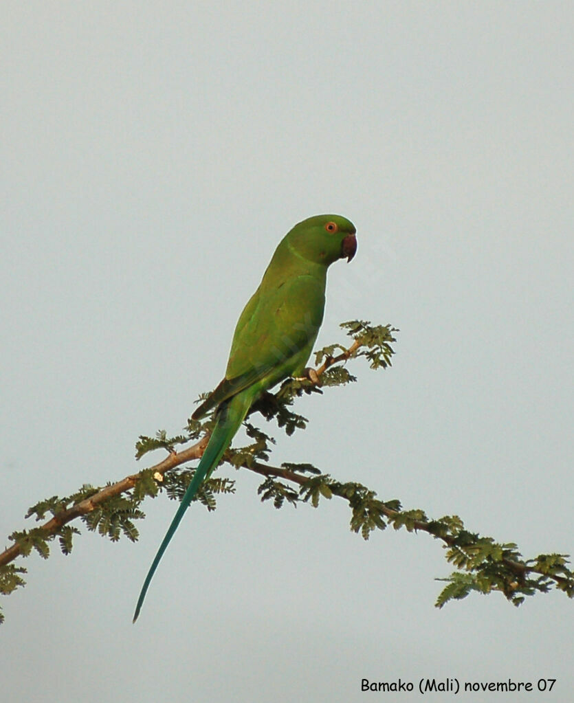 Rose-ringed Parakeet