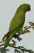 Rose-ringed Parakeet