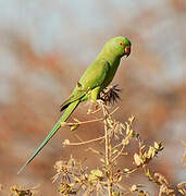 Rose-ringed Parakeet