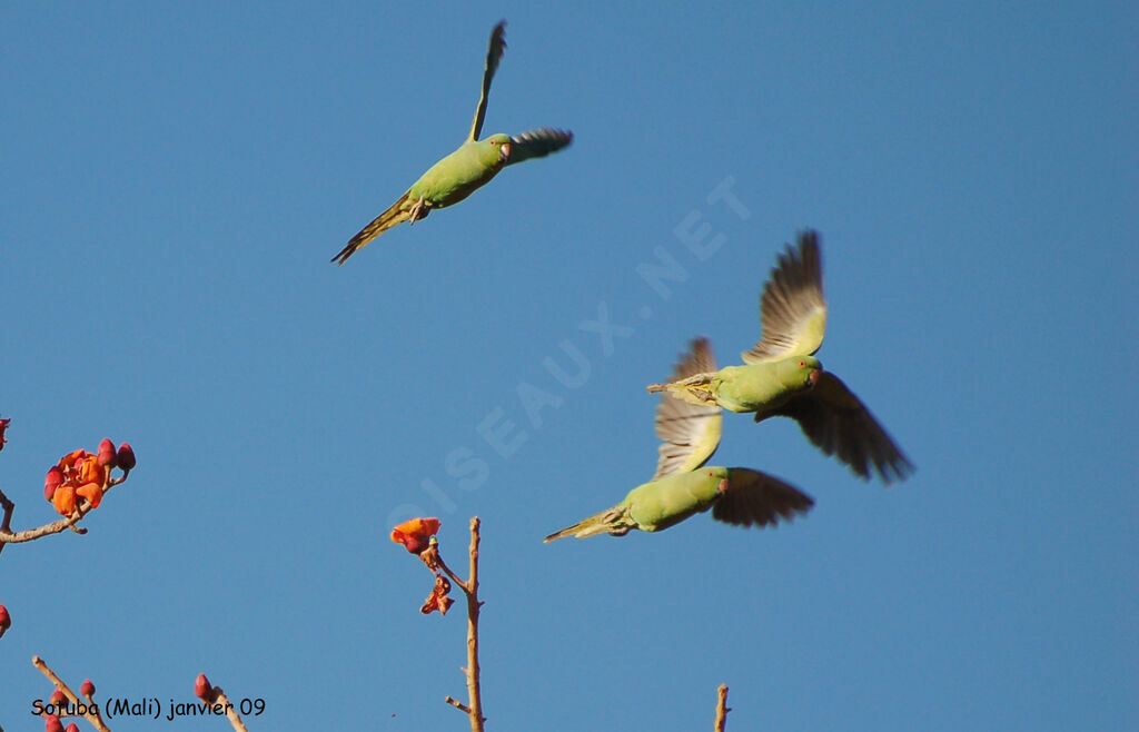 Rose-ringed Parakeet