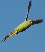 Rose-ringed Parakeet