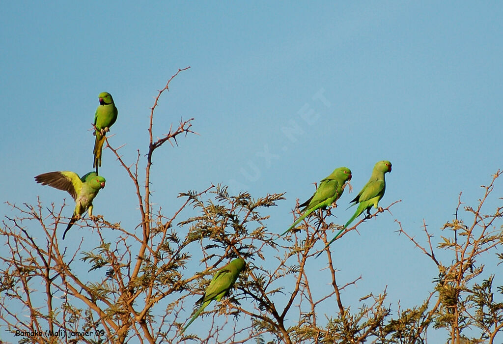 Rose-ringed Parakeetadult