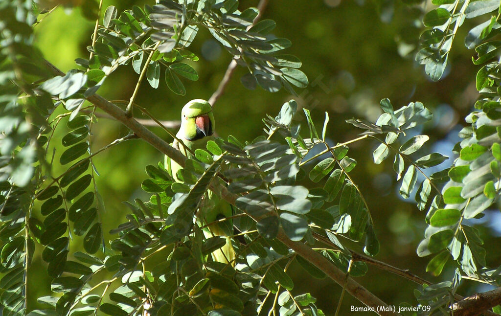 Rose-ringed Parakeet