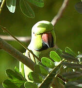 Rose-ringed Parakeet