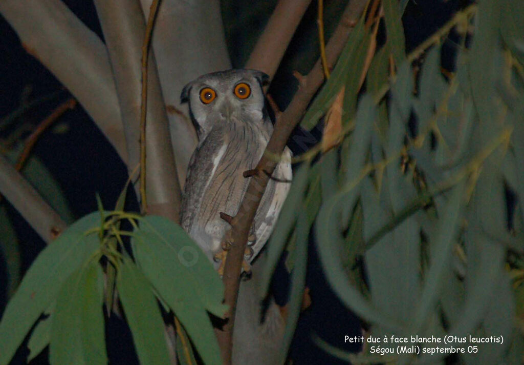 Northern White-faced Owladult