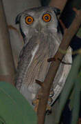 Northern White-faced Owl