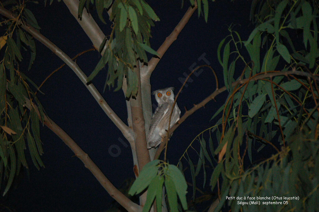 Northern White-faced Owladult